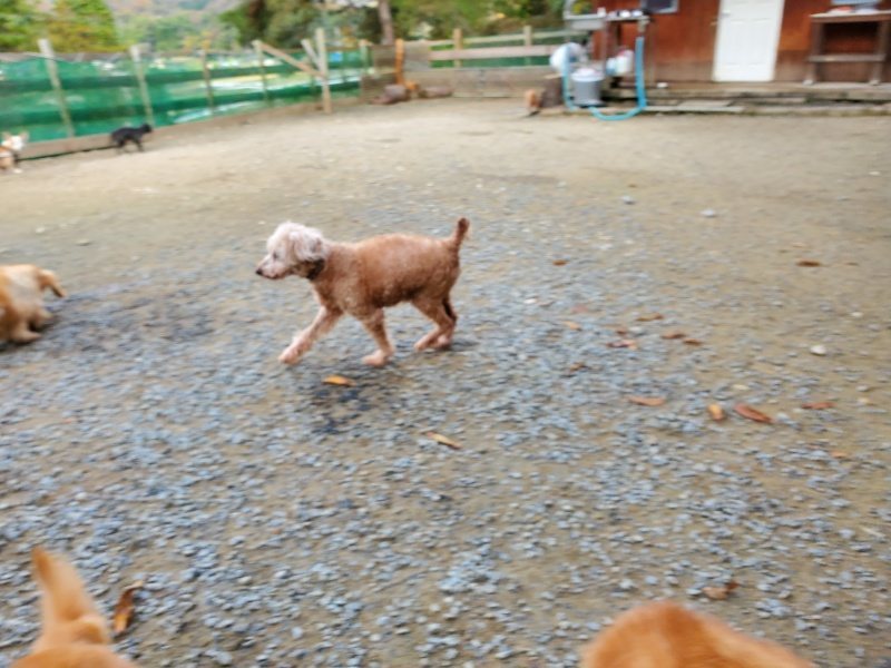 f:id:roukenhome-ann:20191118145248j:plain