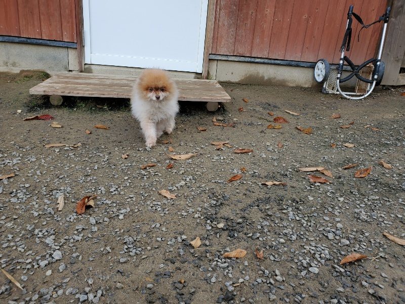 f:id:roukenhome-ann:20191118152802j:plain