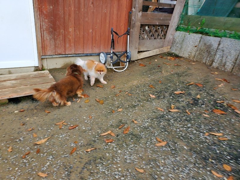 f:id:roukenhome-ann:20191118152854j:plain