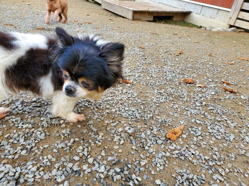 f:id:roukenhome-ann:20191118152903j:plain