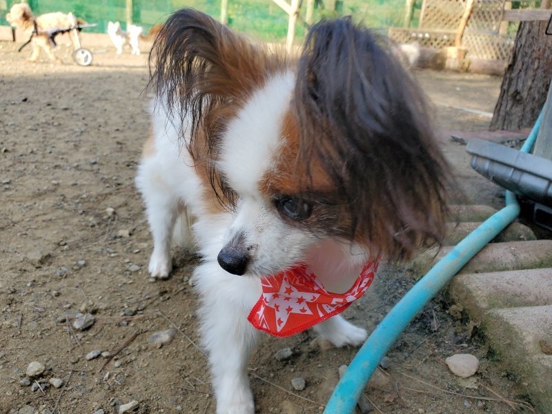 f:id:roukenhome-ann:20191118154915j:plain