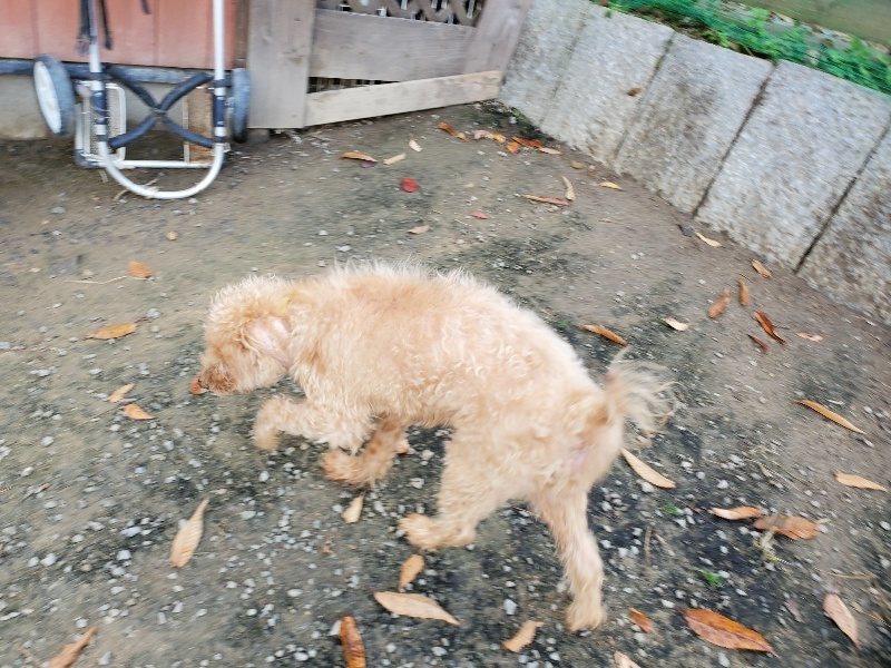 f:id:roukenhome-ann:20191118155000j:plain