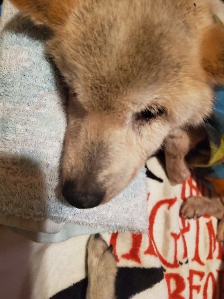 f:id:roukenhome-ann:20191120151920j:plain