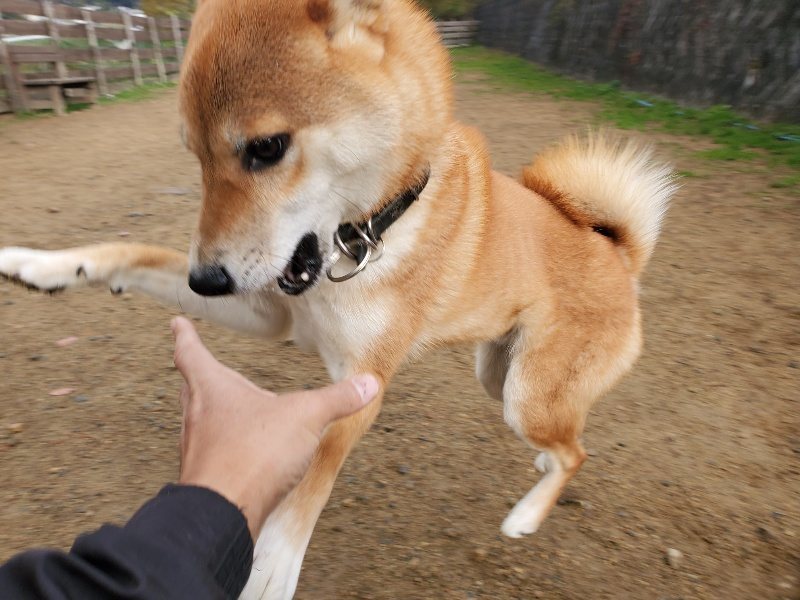 f:id:roukenhome-ann:20191120152004j:plain
