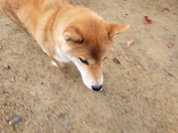 f:id:roukenhome-ann:20191120152018j:plain