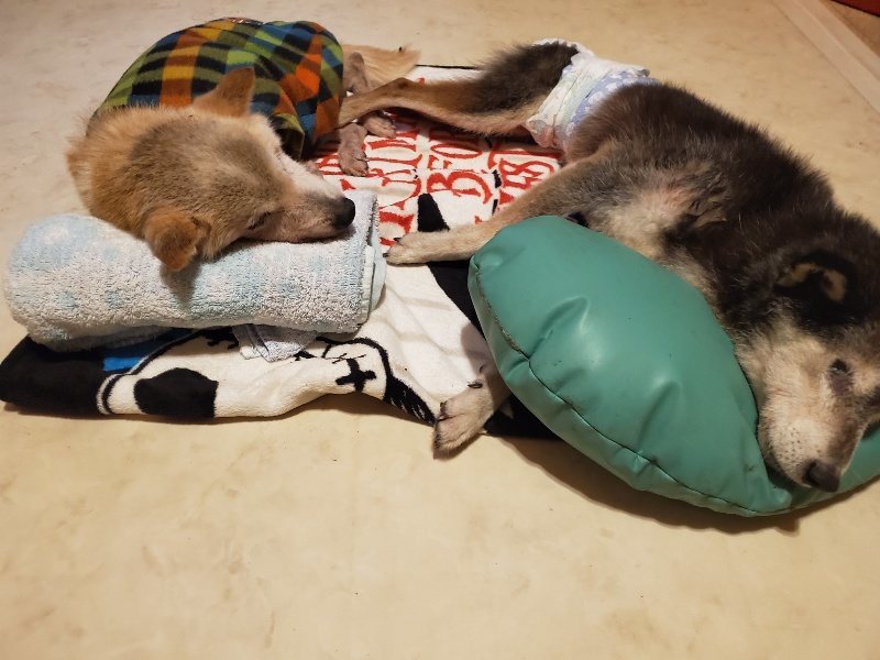 f:id:roukenhome-ann:20191120152217j:plain