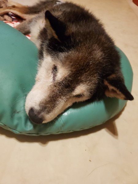 f:id:roukenhome-ann:20191120153038j:plain