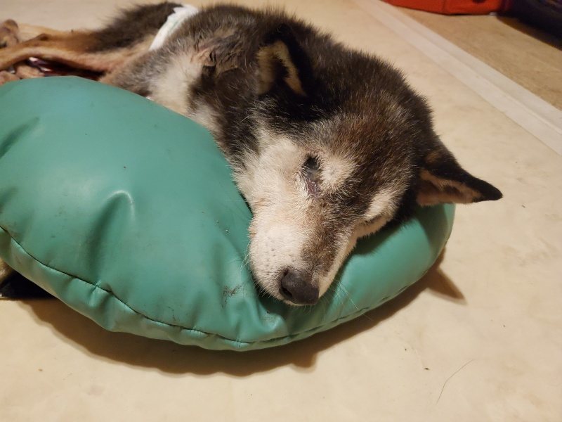 f:id:roukenhome-ann:20191120153046j:plain