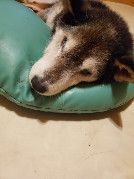 f:id:roukenhome-ann:20191120153051j:plain
