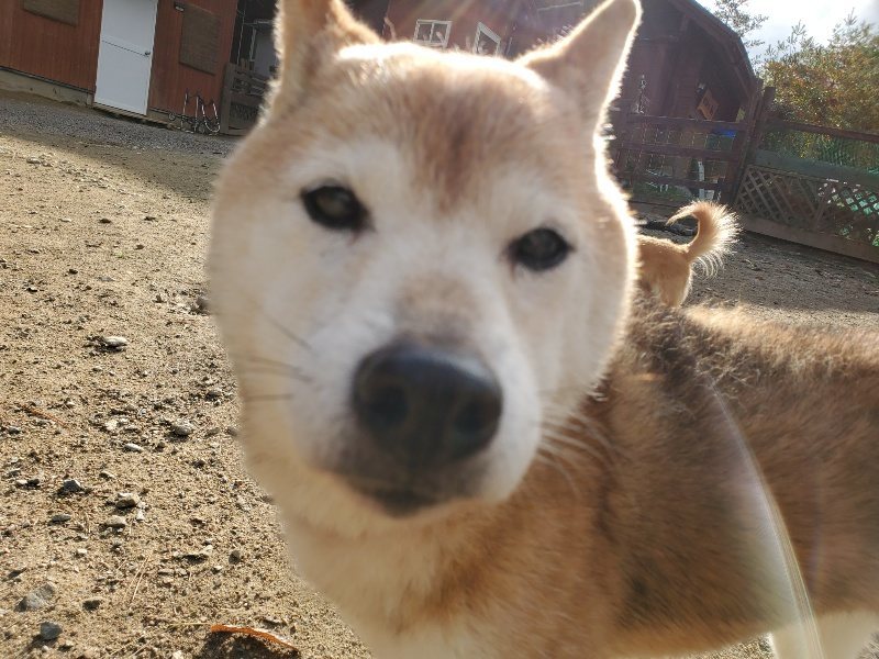 f:id:roukenhome-ann:20191120153857j:plain