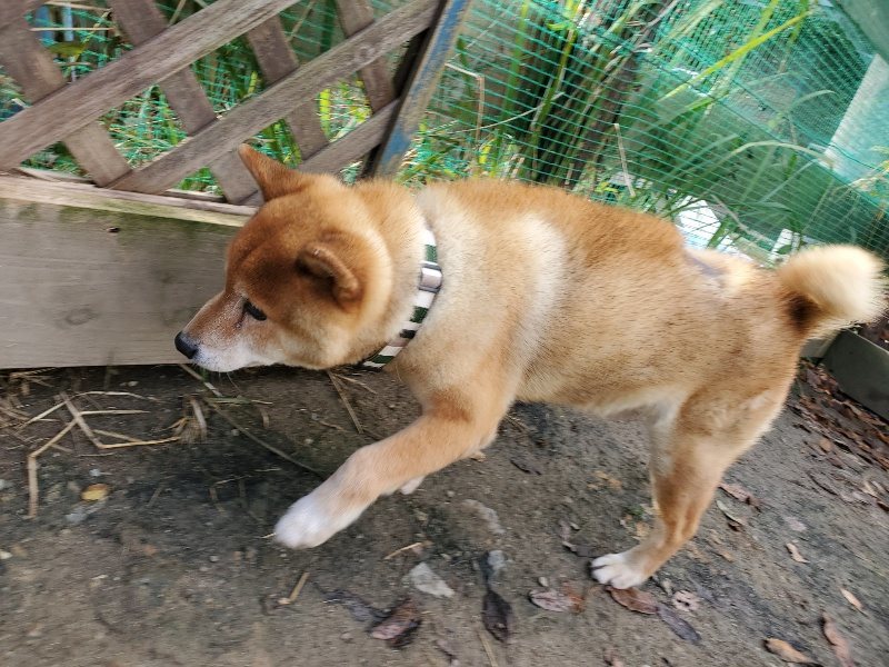 f:id:roukenhome-ann:20191120172033j:plain