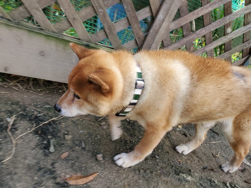 f:id:roukenhome-ann:20191120172039j:plain