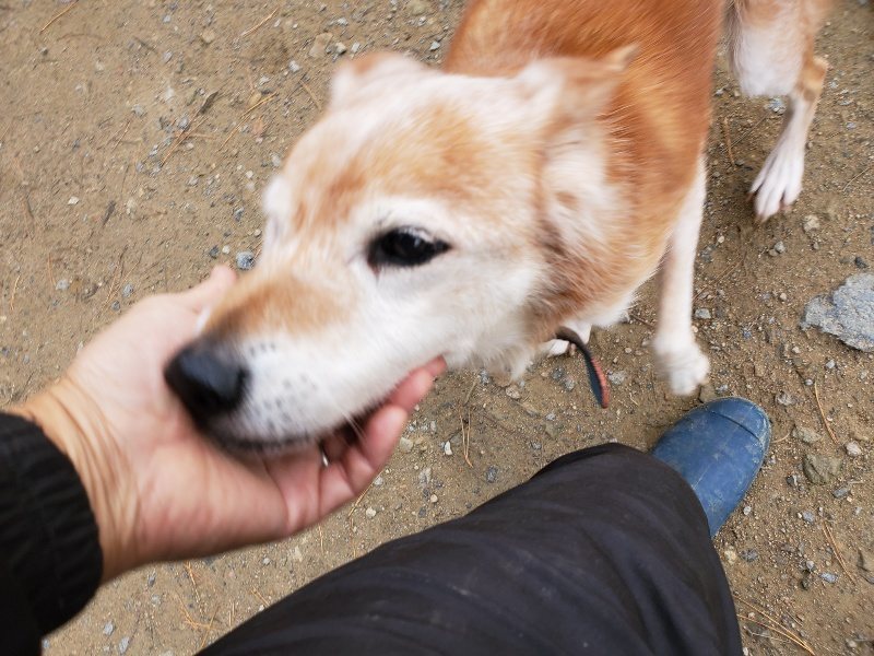 f:id:roukenhome-ann:20191120172446j:plain