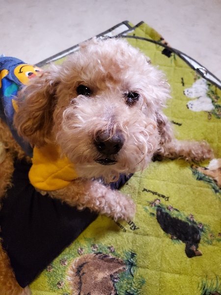 f:id:roukenhome-ann:20191129145636j:plain f:id:roukenhome-ann:20191129145636j:plain