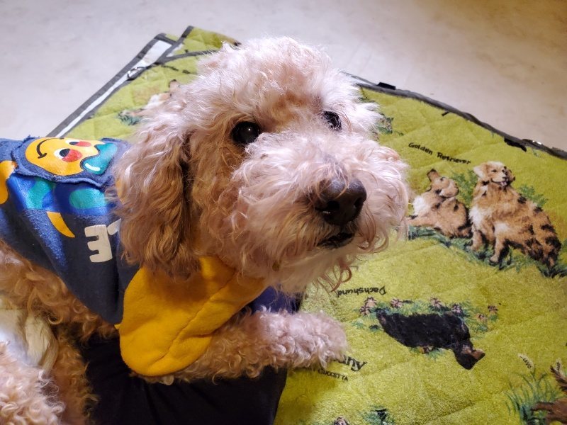 f:id:roukenhome-ann:20191129145642j:plain f:id:roukenhome-ann:20191129145642j:plain