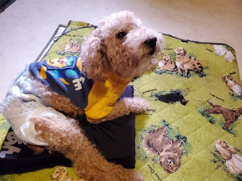 f:id:roukenhome-ann:20191129145649j:plain f:id:roukenhome-ann:20191129145649j:plain