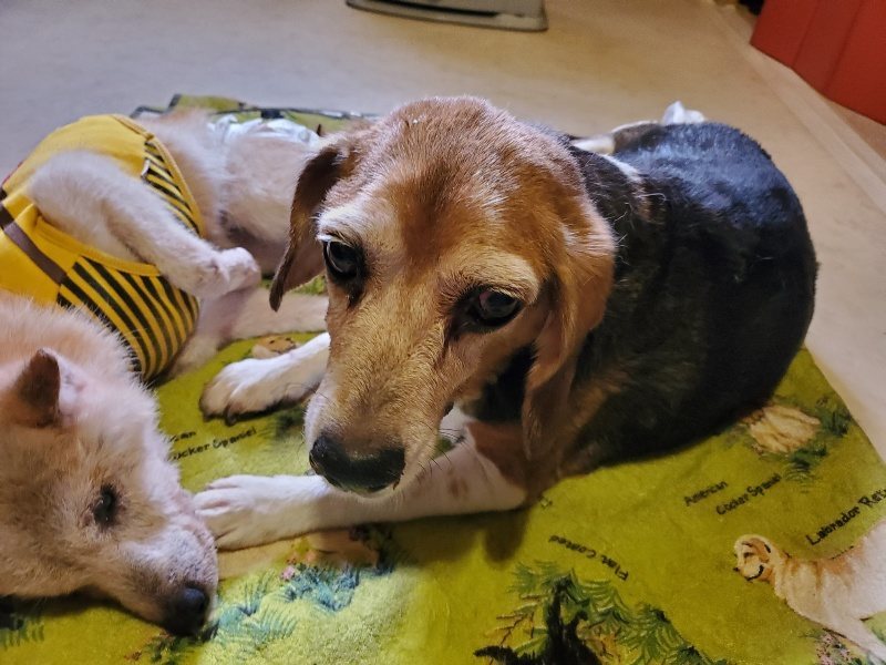 f:id:roukenhome-ann:20191129145722j:plain f:id:roukenhome-ann:20191129145722j:plain