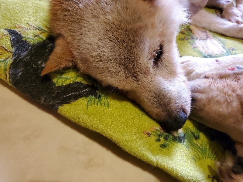 f:id:roukenhome-ann:20191129145746j:plain f:id:roukenhome-ann:20191129145746j:plain