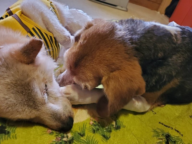 f:id:roukenhome-ann:20191129145814j:plain f:id:roukenhome-ann:20191129145814j:plain