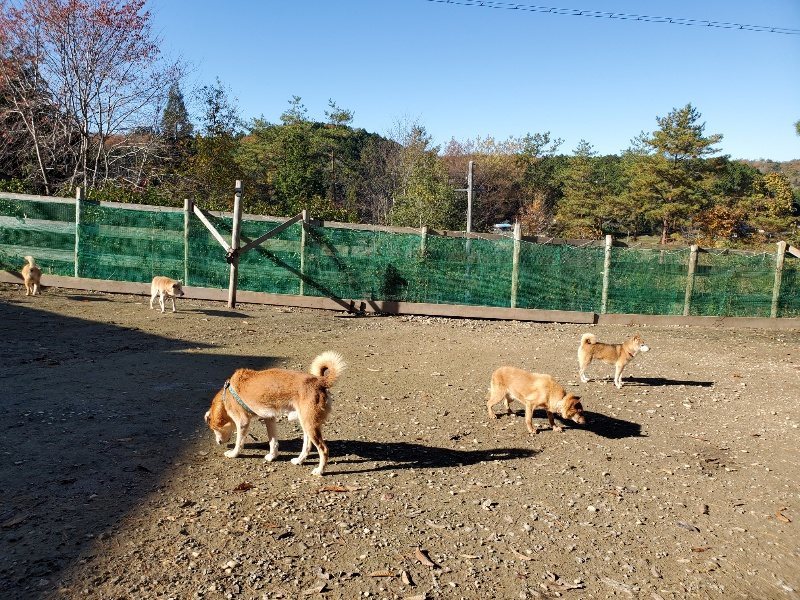 f:id:roukenhome-ann:20191129183101j:plain f:id:roukenhome-ann:20191129183101j:plain