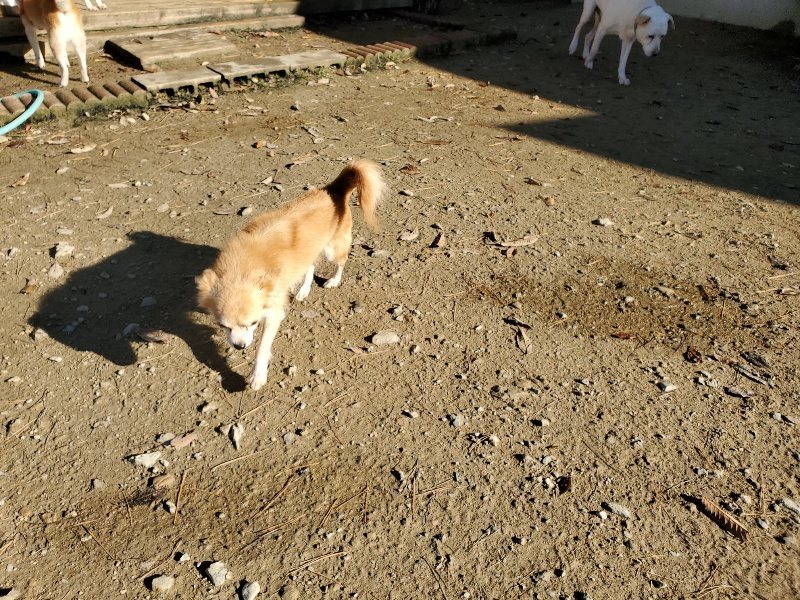 f:id:roukenhome-ann:20191129183539j:plain f:id:roukenhome-ann:20191129183539j:plain