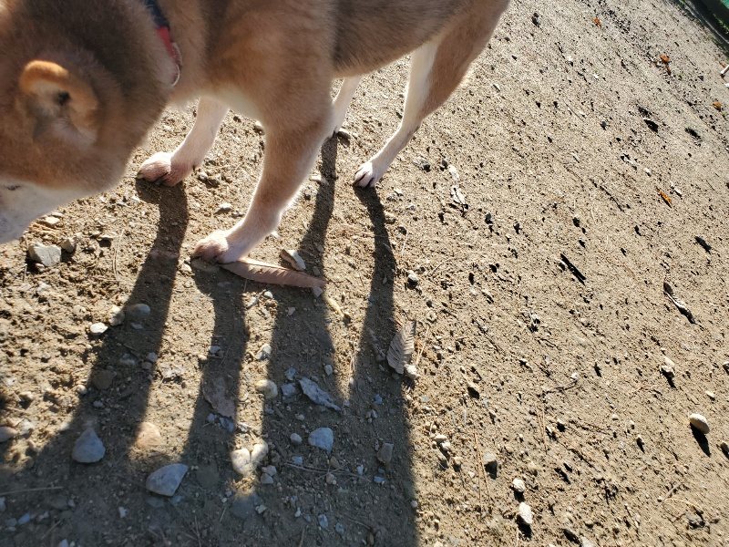 f:id:roukenhome-ann:20191129183818j:plain f:id:roukenhome-ann:20191129183818j:plain