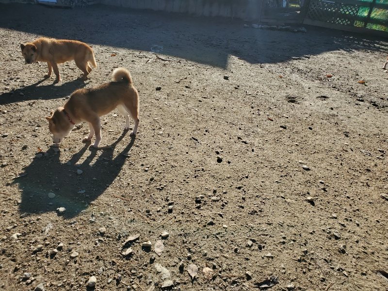 f:id:roukenhome-ann:20191129183852j:plain f:id:roukenhome-ann:20191129183852j:plain