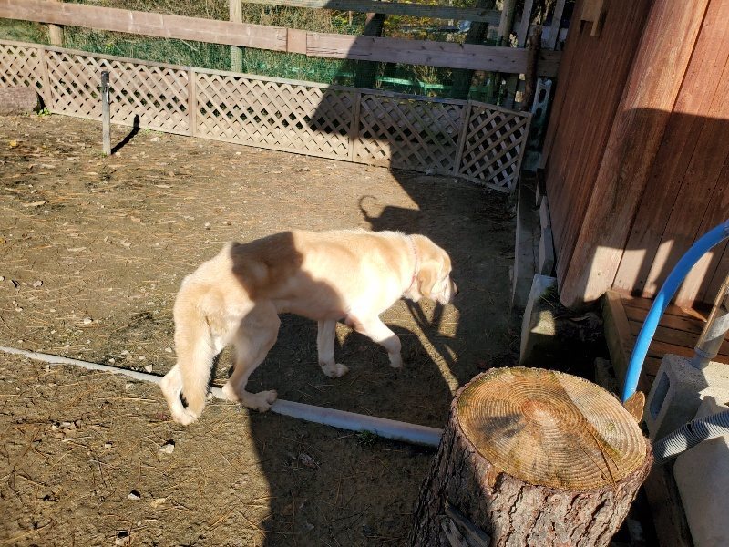 f:id:roukenhome-ann:20191129184531j:plain f:id:roukenhome-ann:20191129184531j:plain