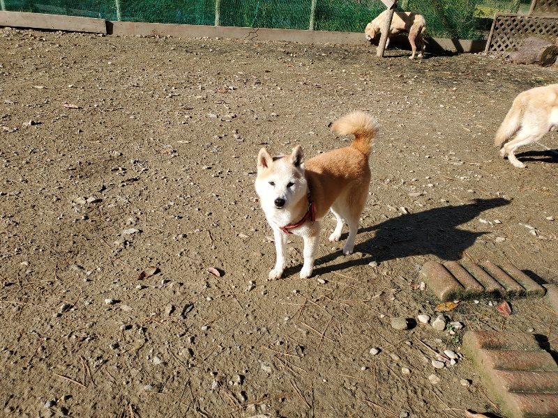 f:id:roukenhome-ann:20191129184646j:plain f:id:roukenhome-ann:20191129184646j:plain