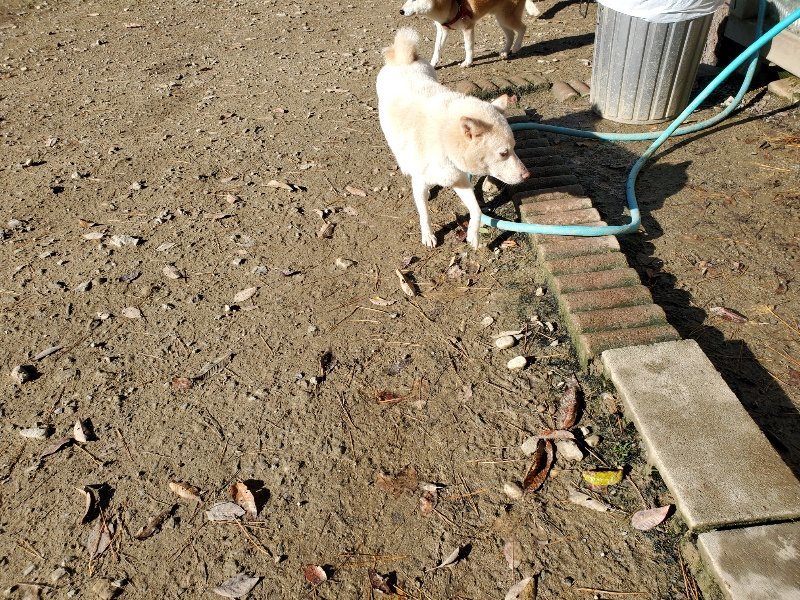 f:id:roukenhome-ann:20191129184729j:plain f:id:roukenhome-ann:20191129184729j:plain