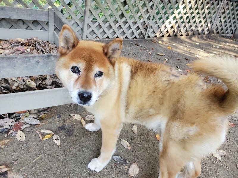 f:id:roukenhome-ann:20191129184800j:plain f:id:roukenhome-ann:20191129184800j:plain