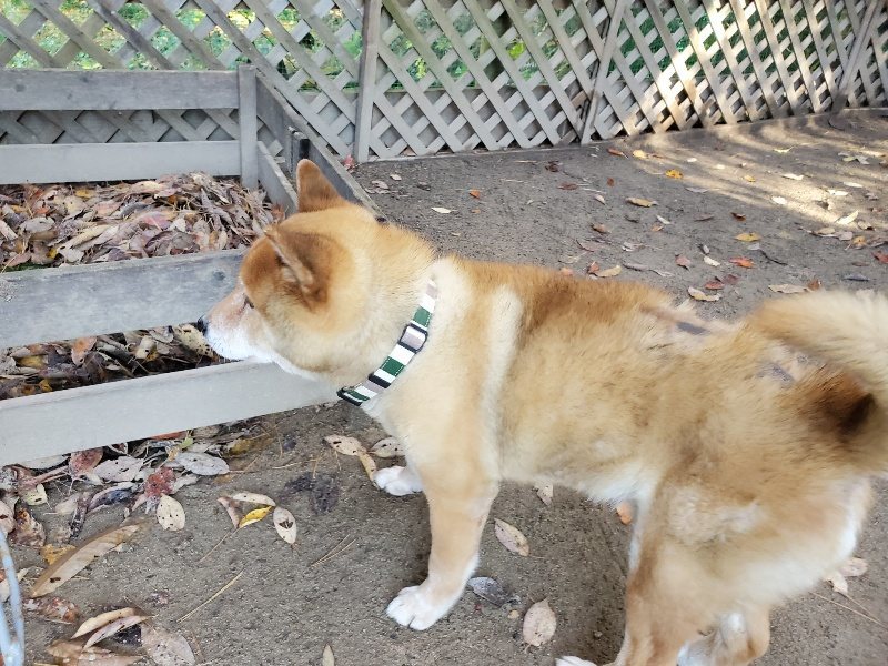 f:id:roukenhome-ann:20191129184812j:plain f:id:roukenhome-ann:20191129184812j:plain