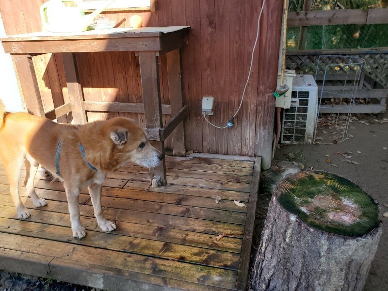 f:id:roukenhome-ann:20191129184931j:plain f:id:roukenhome-ann:20191129184931j:plain