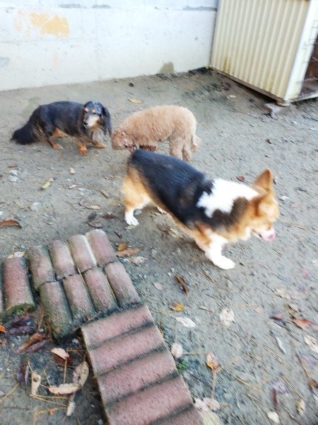f:id:roukenhome-ann:20191129185124j:plain f:id:roukenhome-ann:20191129185124j:plain