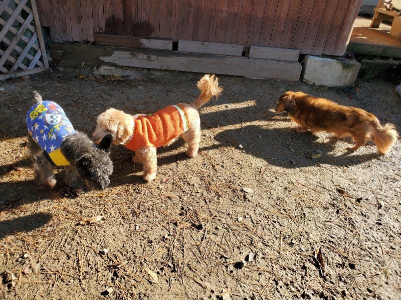 f:id:roukenhome-ann:20191129190917j:plain f:id:roukenhome-ann:20191129190917j:plain