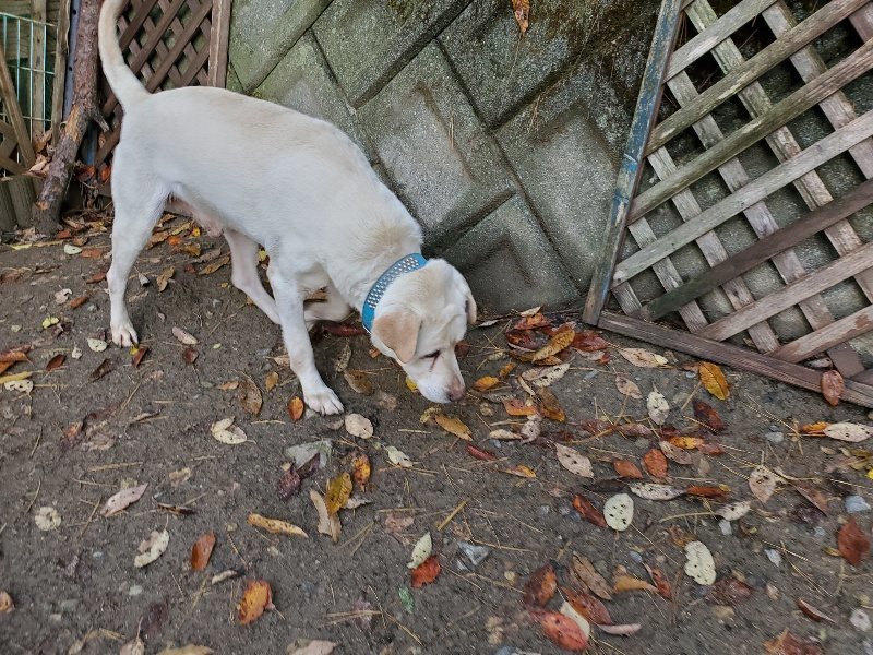 f:id:roukenhome-ann:20191203114635j:plain