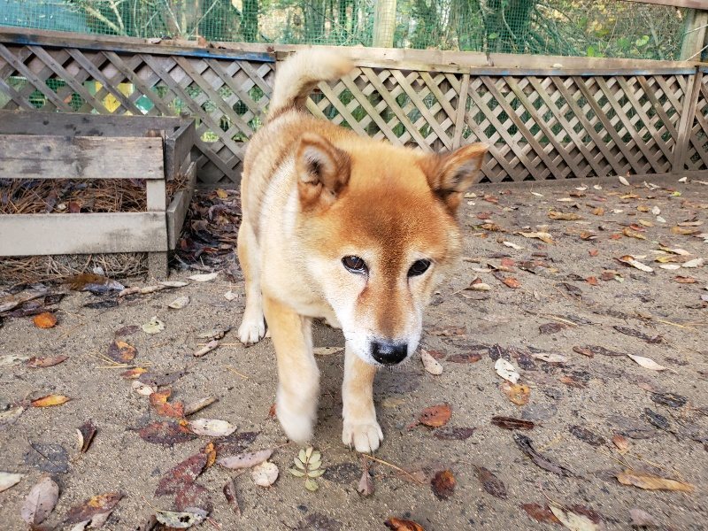 f:id:roukenhome-ann:20191203115541j:plain