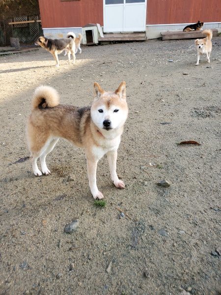 f:id:roukenhome-ann:20191203120032j:plain