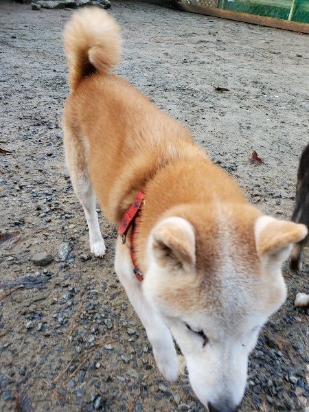 f:id:roukenhome-ann:20191203121045j:plain