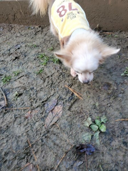 f:id:roukenhome-ann:20191203122602j:plain
