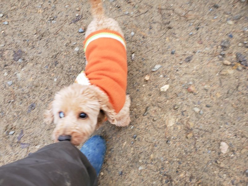 f:id:roukenhome-ann:20191203132142j:plain f:id:roukenhome-ann:20191203132142j:plain