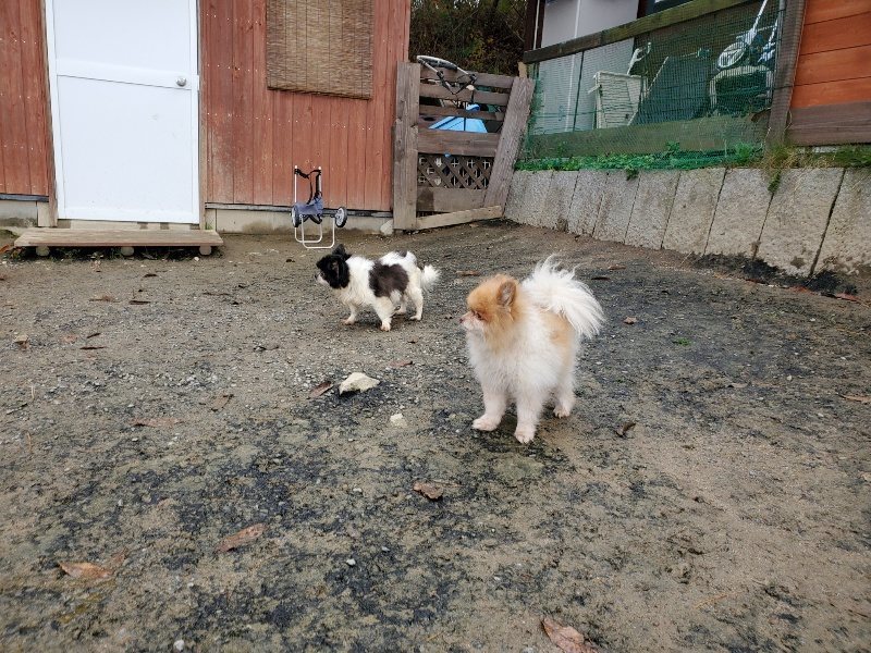 f:id:roukenhome-ann:20191203132303j:plain f:id:roukenhome-ann:20191203132303j:plain