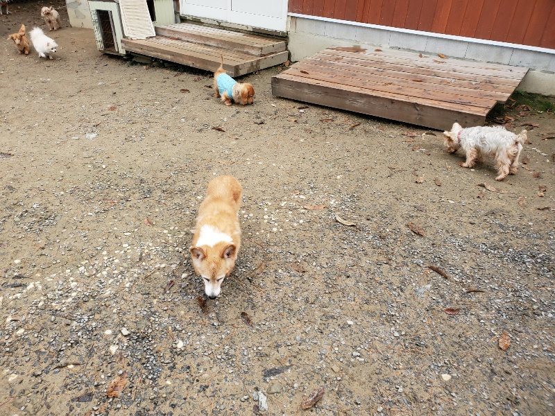f:id:roukenhome-ann:20191203132316j:plain f:id:roukenhome-ann:20191203132316j:plain