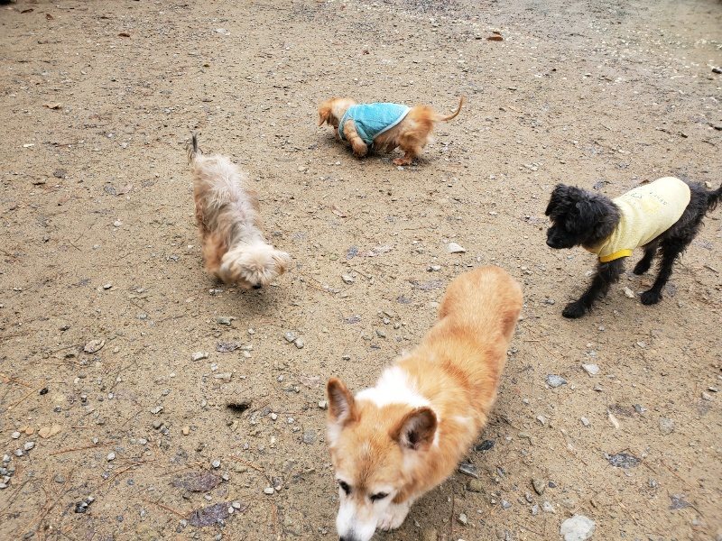 f:id:roukenhome-ann:20191203133029j:plain f:id:roukenhome-ann:20191203133029j:plain