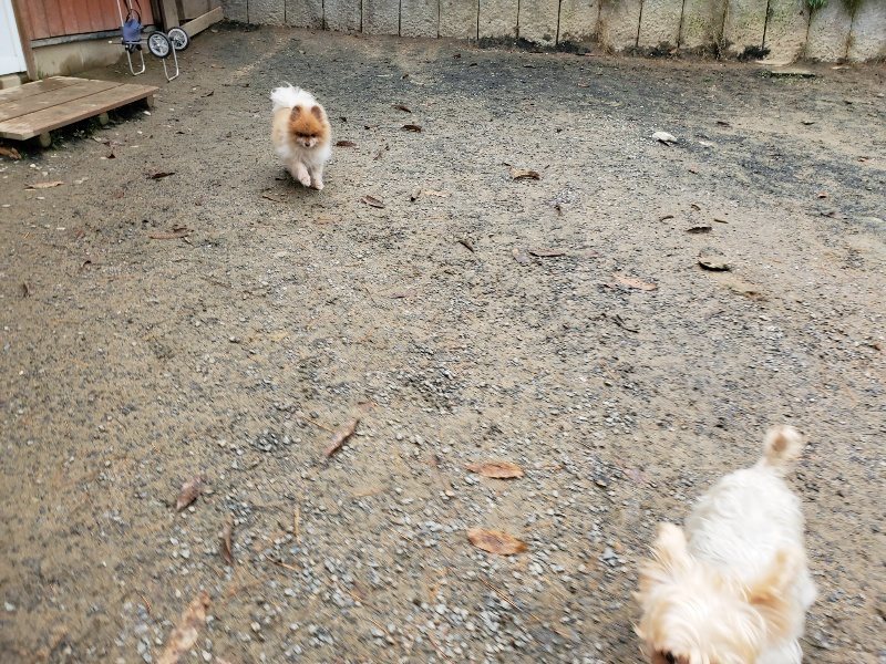 f:id:roukenhome-ann:20191203133039j:plain f:id:roukenhome-ann:20191203133039j:plain