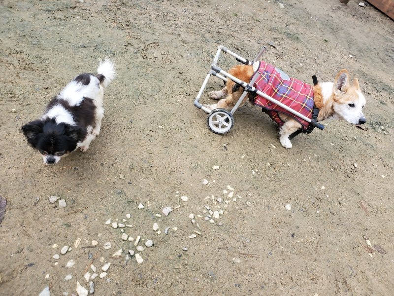 f:id:roukenhome-ann:20191203133103j:plain f:id:roukenhome-ann:20191203133103j:plain