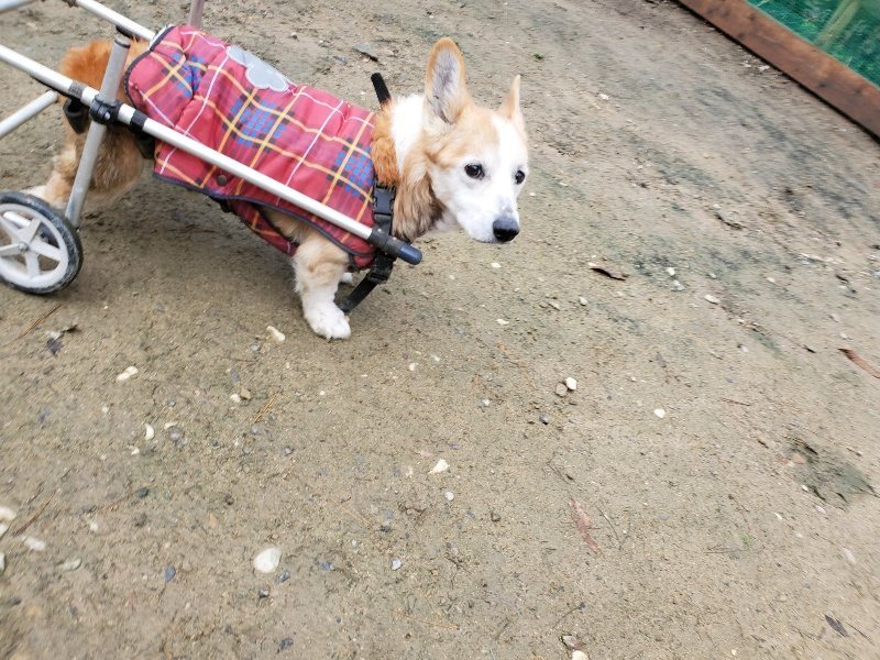f:id:roukenhome-ann:20191203133154j:plain f:id:roukenhome-ann:20191203133154j:plain