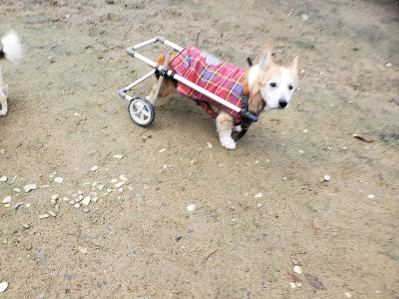 f:id:roukenhome-ann:20191203133200j:plain f:id:roukenhome-ann:20191203133200j:plain