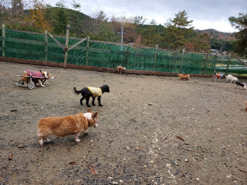 f:id:roukenhome-ann:20191203134705j:plain f:id:roukenhome-ann:20191203134705j:plain