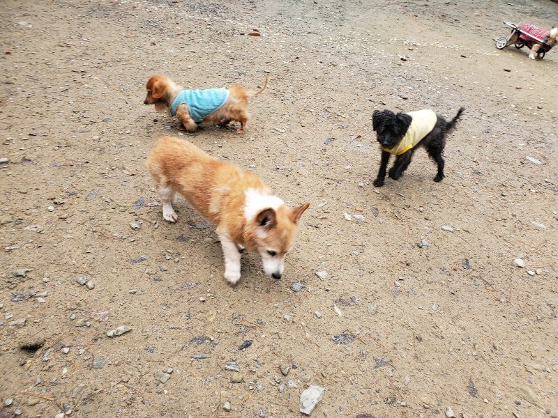 f:id:roukenhome-ann:20191203134712j:plain f:id:roukenhome-ann:20191203134712j:plain